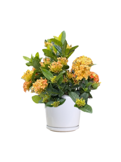 Ixora Dwarf - Yellow